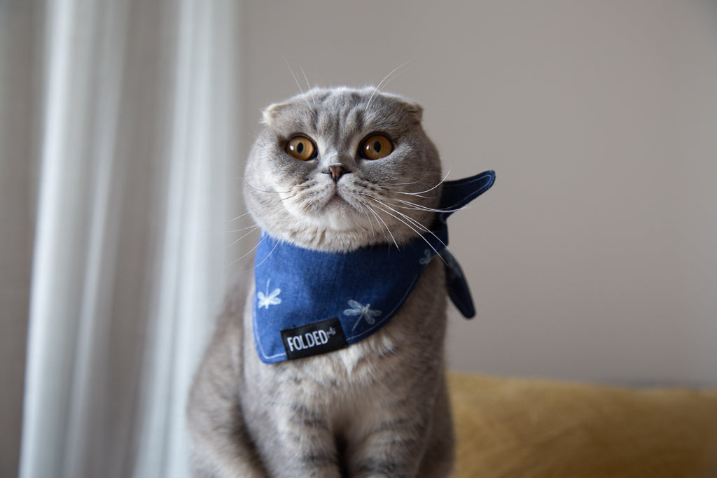 cat wearing blue denim bandana