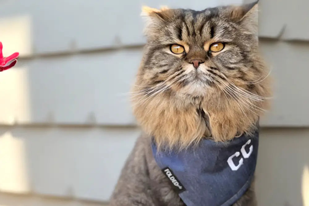 5 Tips to Safely Use Cat Bandanas – Gus & Bella