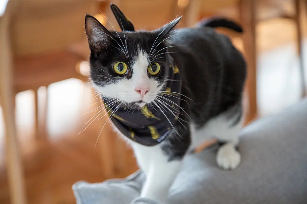 cat wearing black bandana