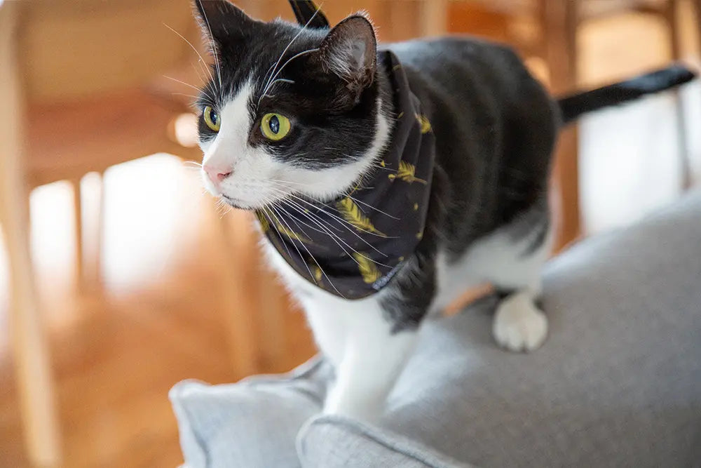 black cat wearing bandana