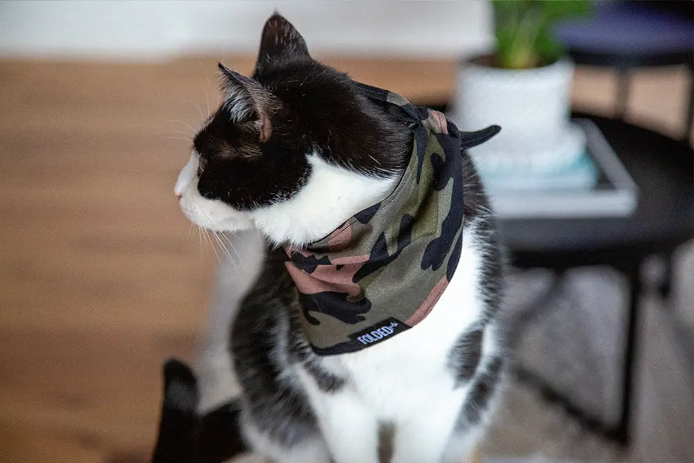 cute cat wearing dark camouflage bandana 