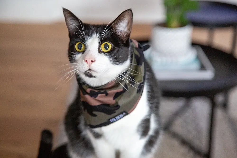 cat wearing camo bandana