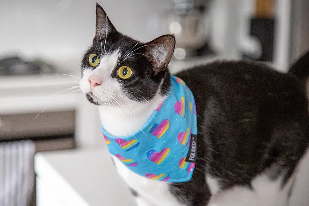 cat wearing blue pride bandana