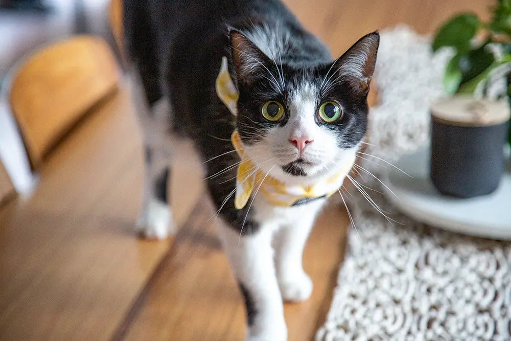 cute cat with yellow checker bandana