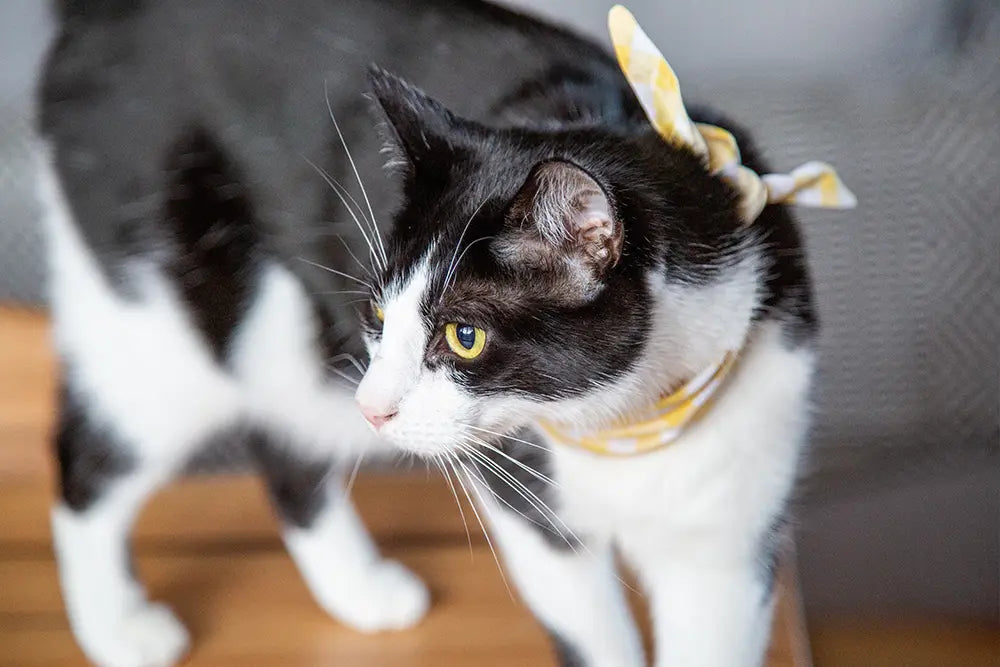 paris bandana for cats