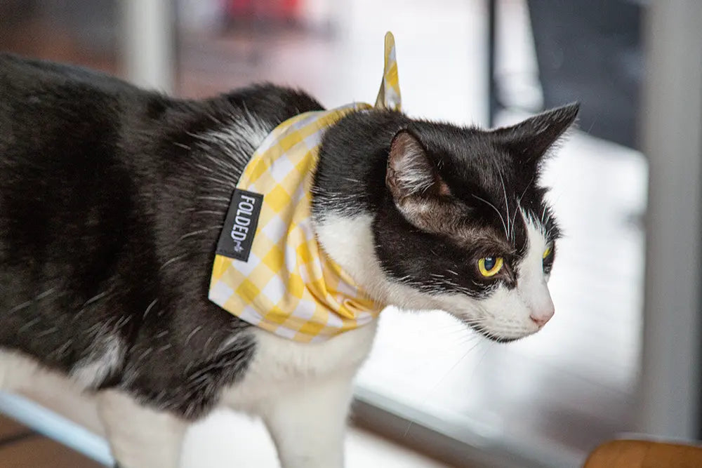 cat wearing yellow bandana