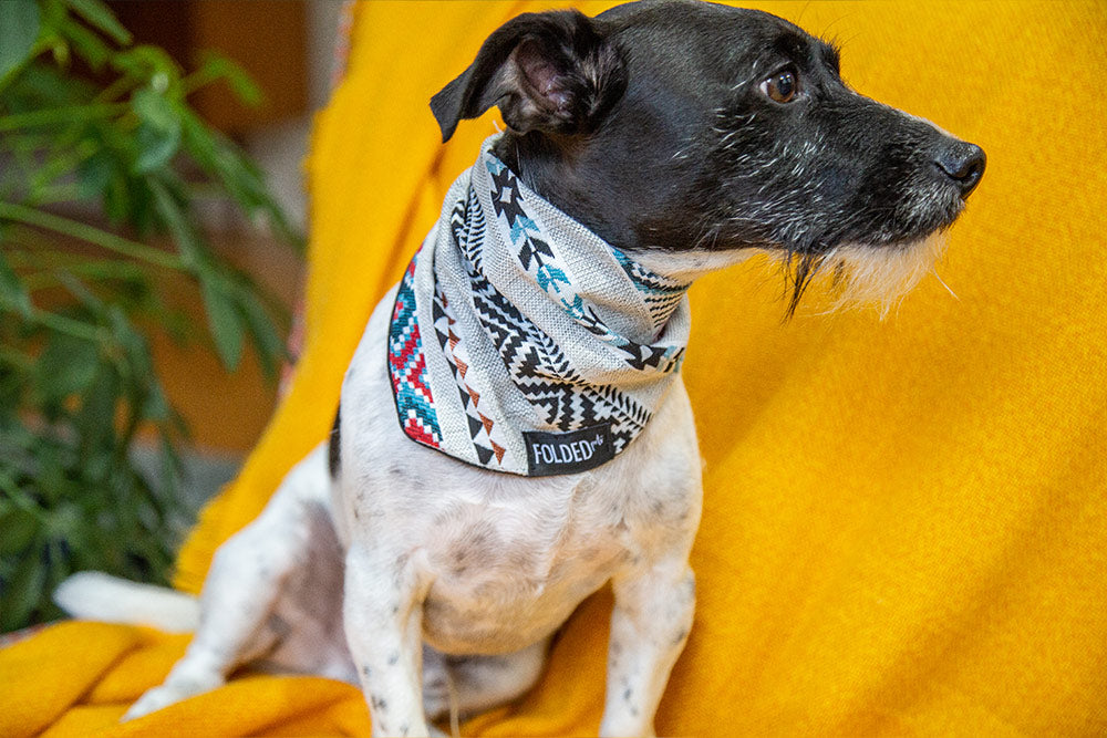 puppy wearing a dog bandana