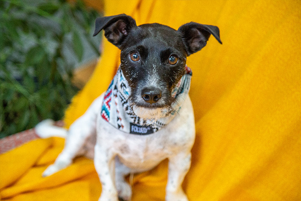 jack russel dog bandana