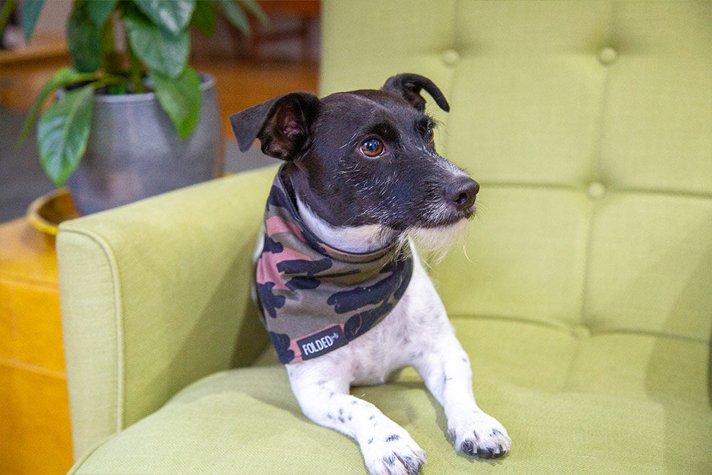 cute dog wearing bandana