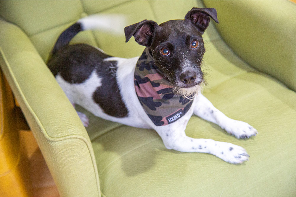 dog wearing camouflage bandana