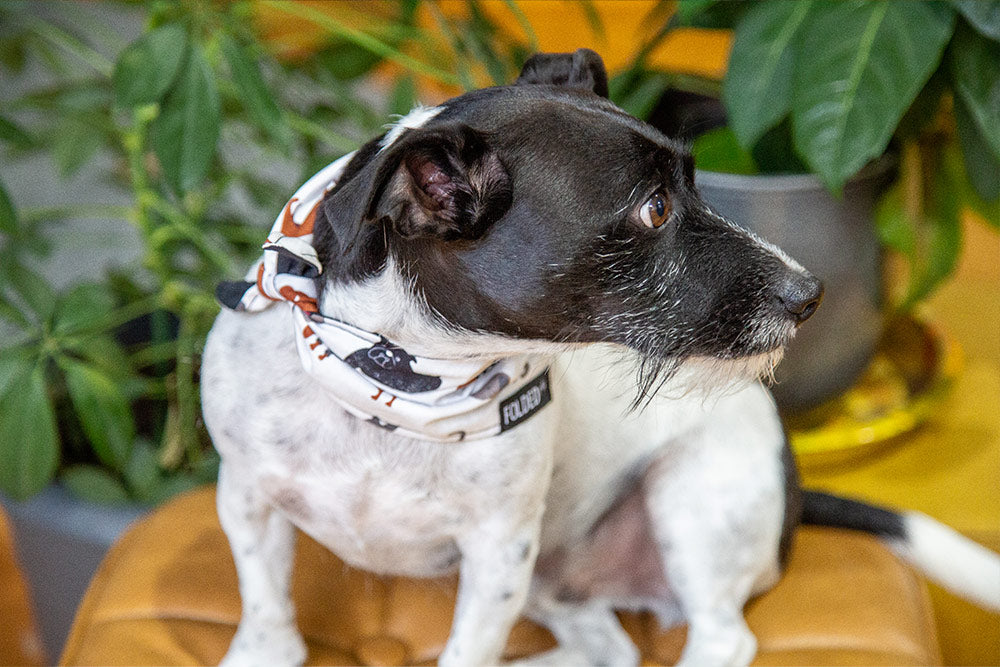 dog wearing white bandana