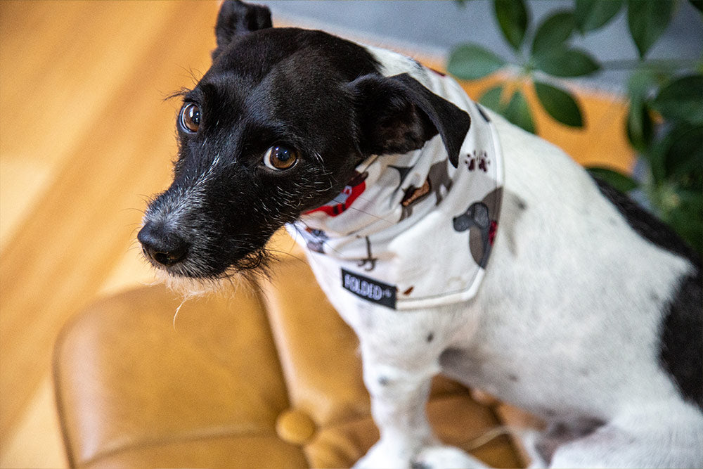 puppy wearing white bandana