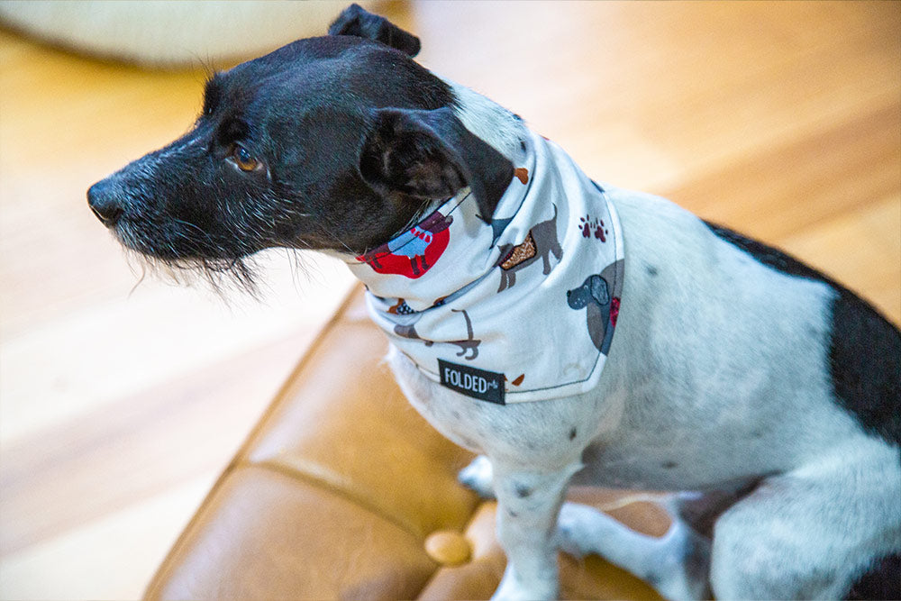 jack russell wearing bandana