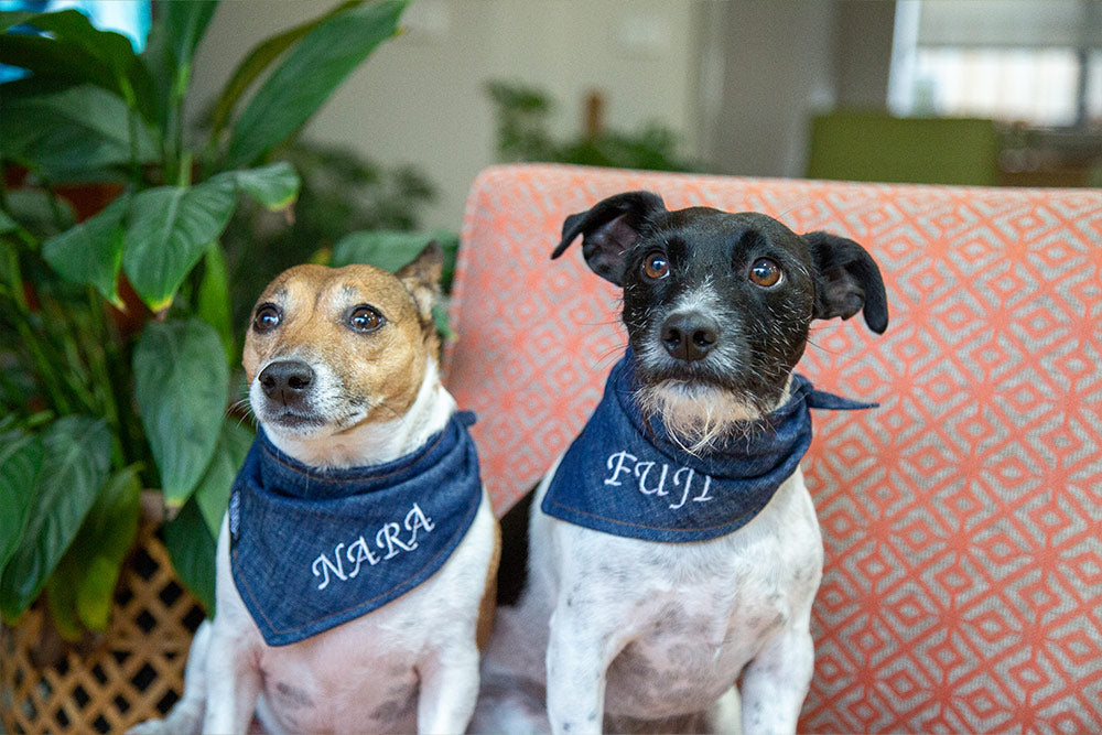 customised denim dog bandana