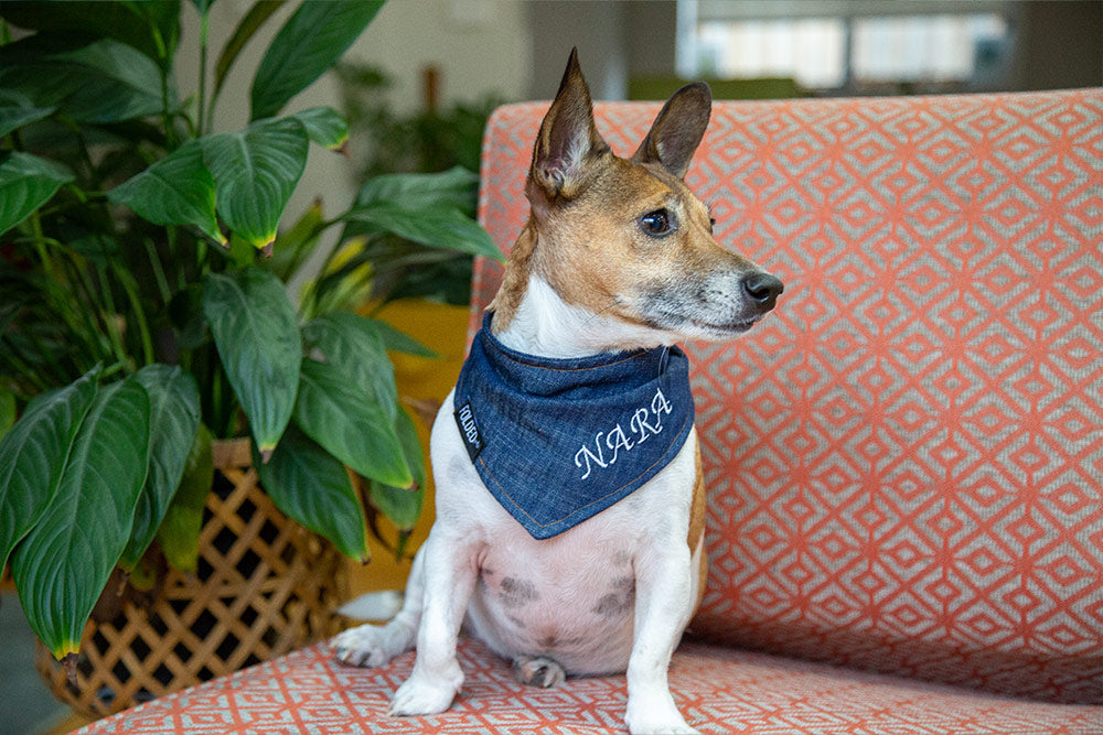 Jack russell wearing dog bandana