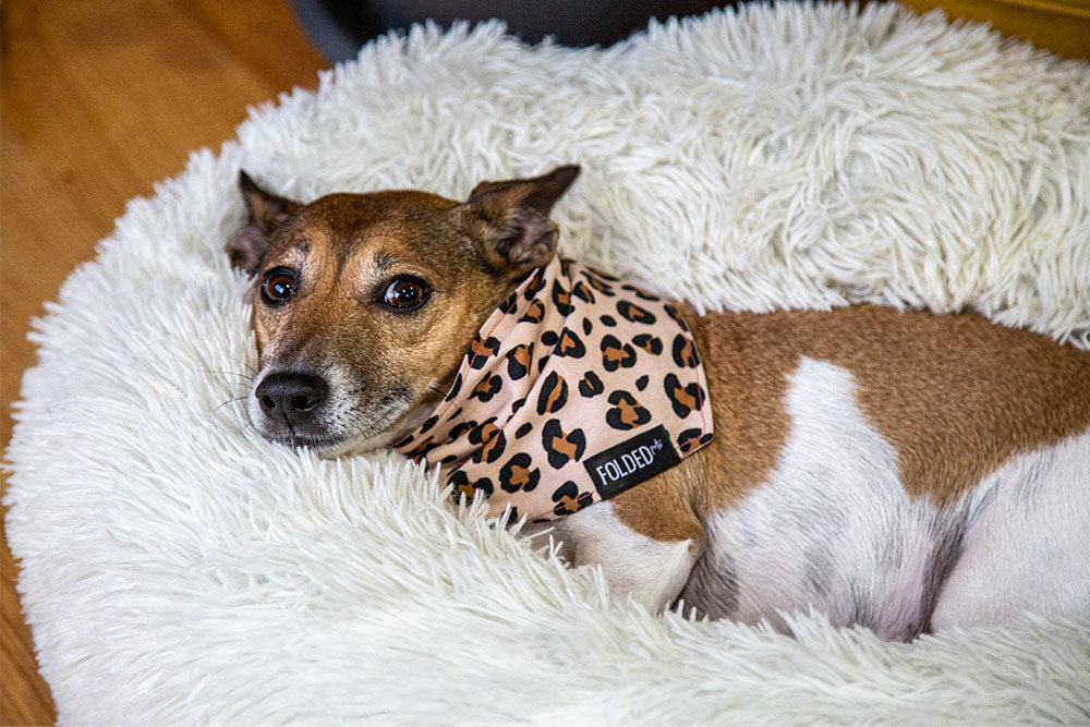 puppy wearing leopard print bandana