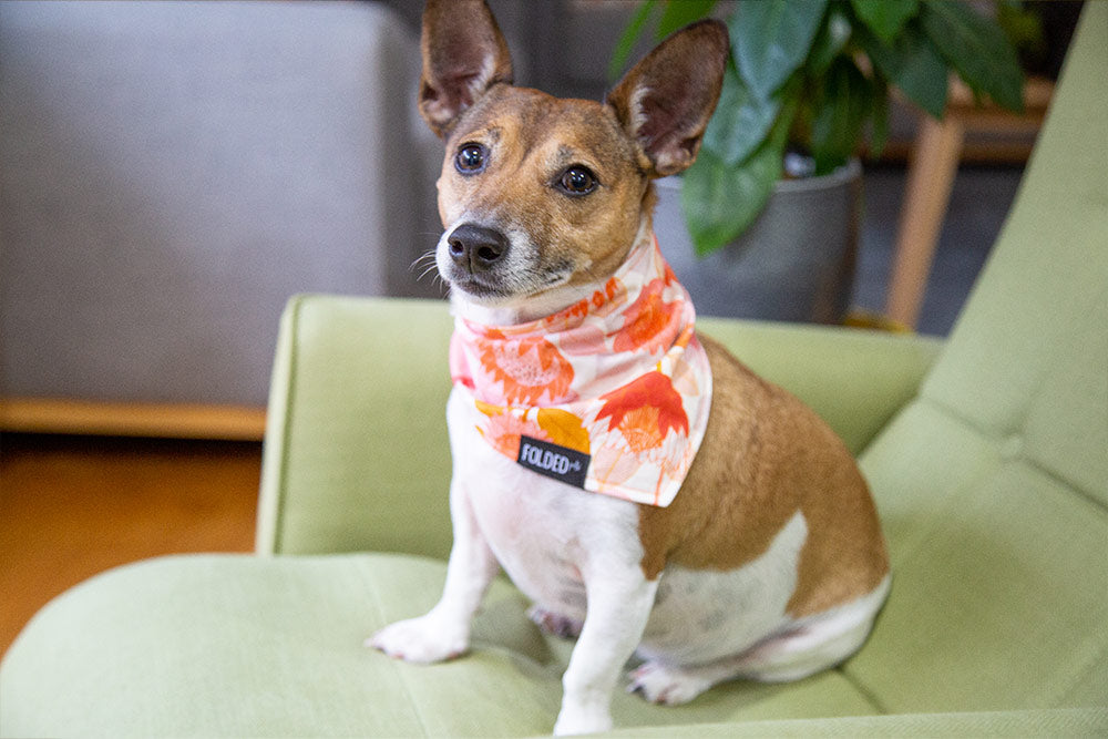 dog wearing bandana with flowers