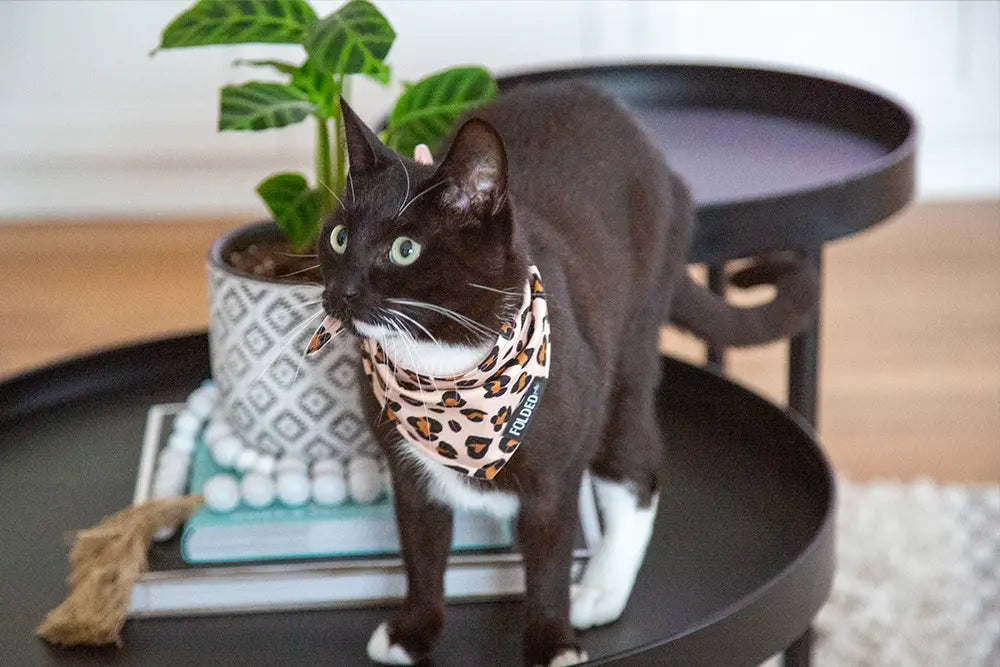 black cat wearing bandana