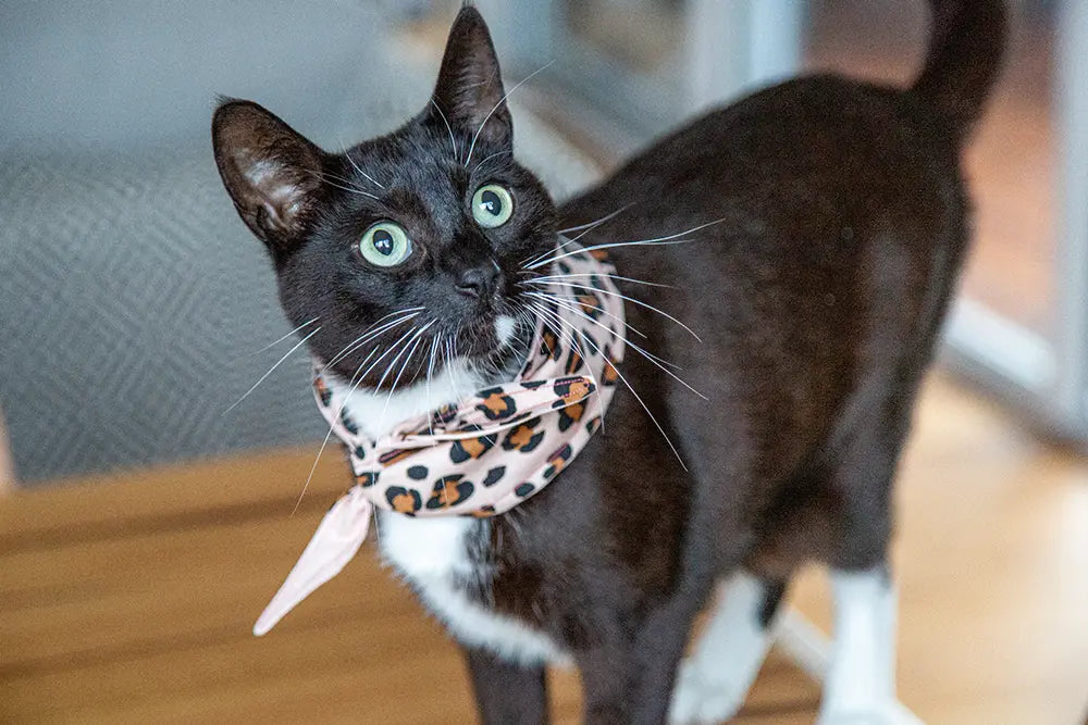 pink leopard print bandana