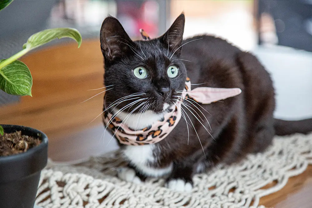 cat wearing bandana in leopard print