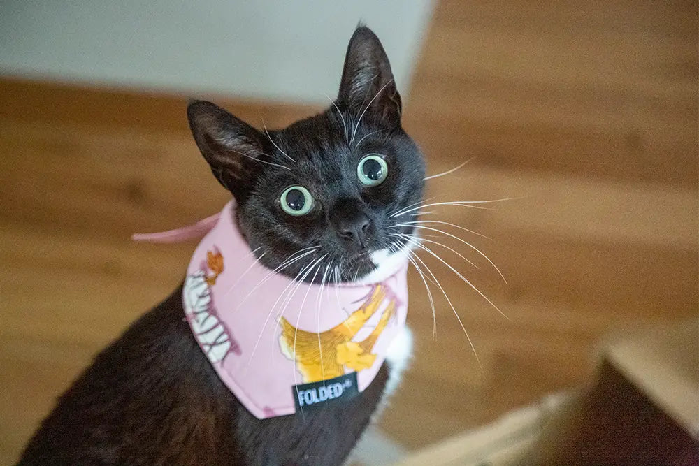 cat wearing mushroom bandana