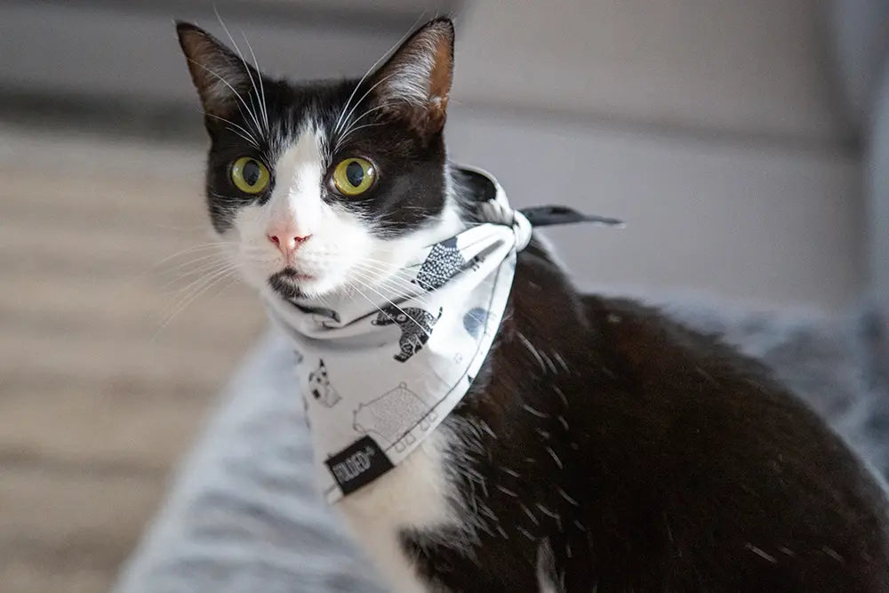 black cat wearing cute white bandana