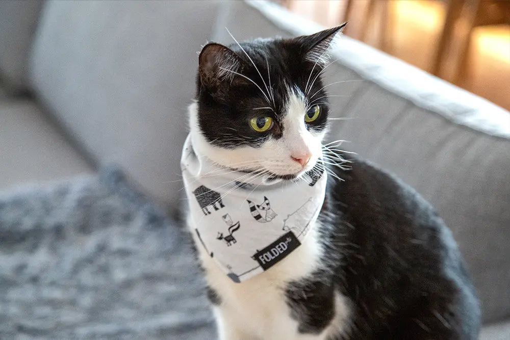 cat wearing bandana with wildlife print