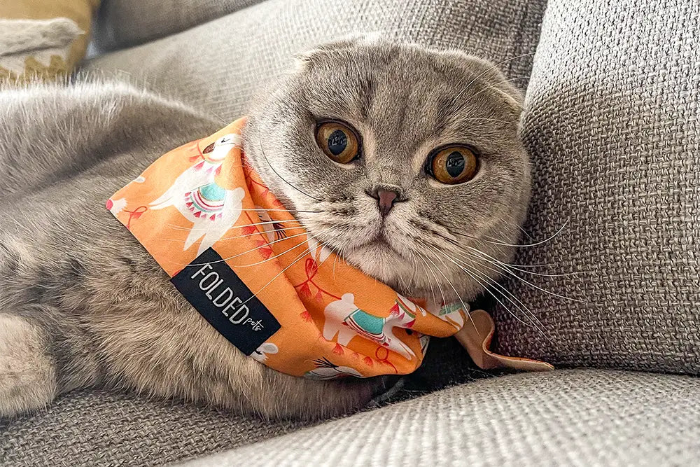 cat wearing llama bandana