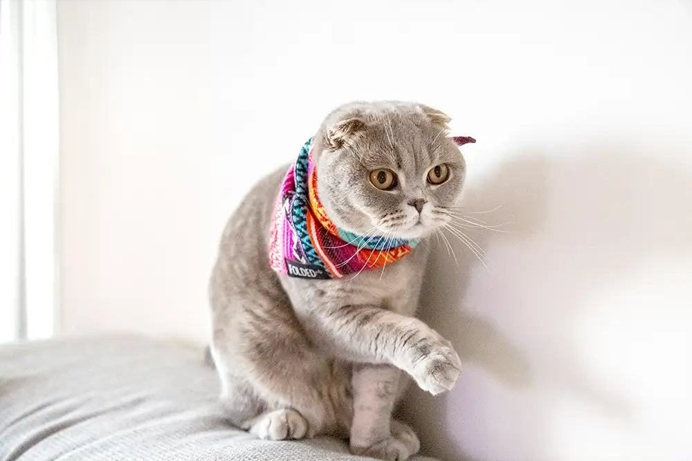 cat wearing sherpa bandana