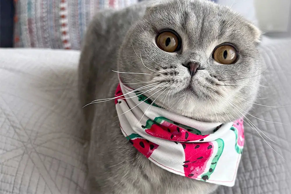 cute cat wearing watermelon bandana